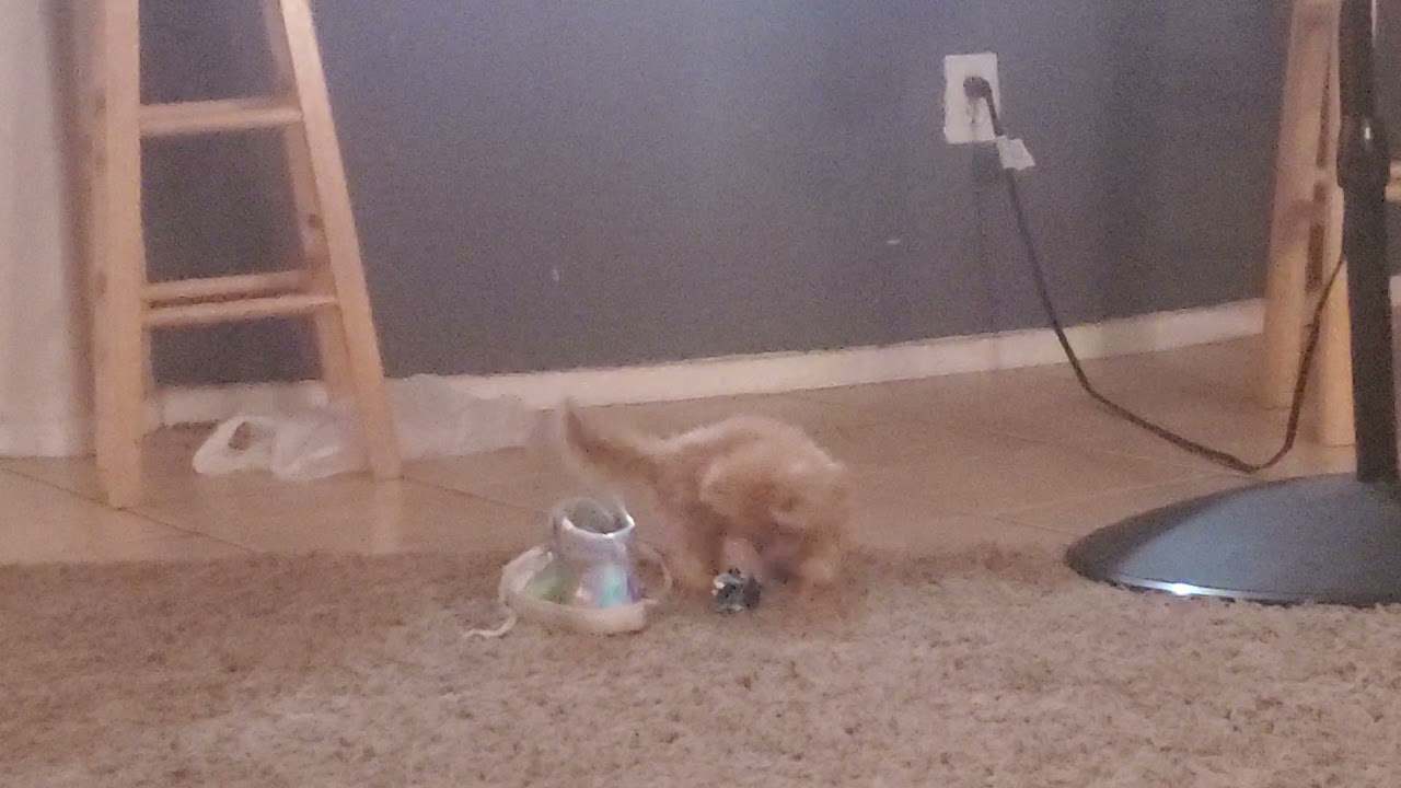 boring baby persian things