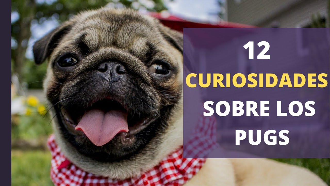 😍💖👉12 CURIOSIDADES sobre los PUGS🌟💖😍