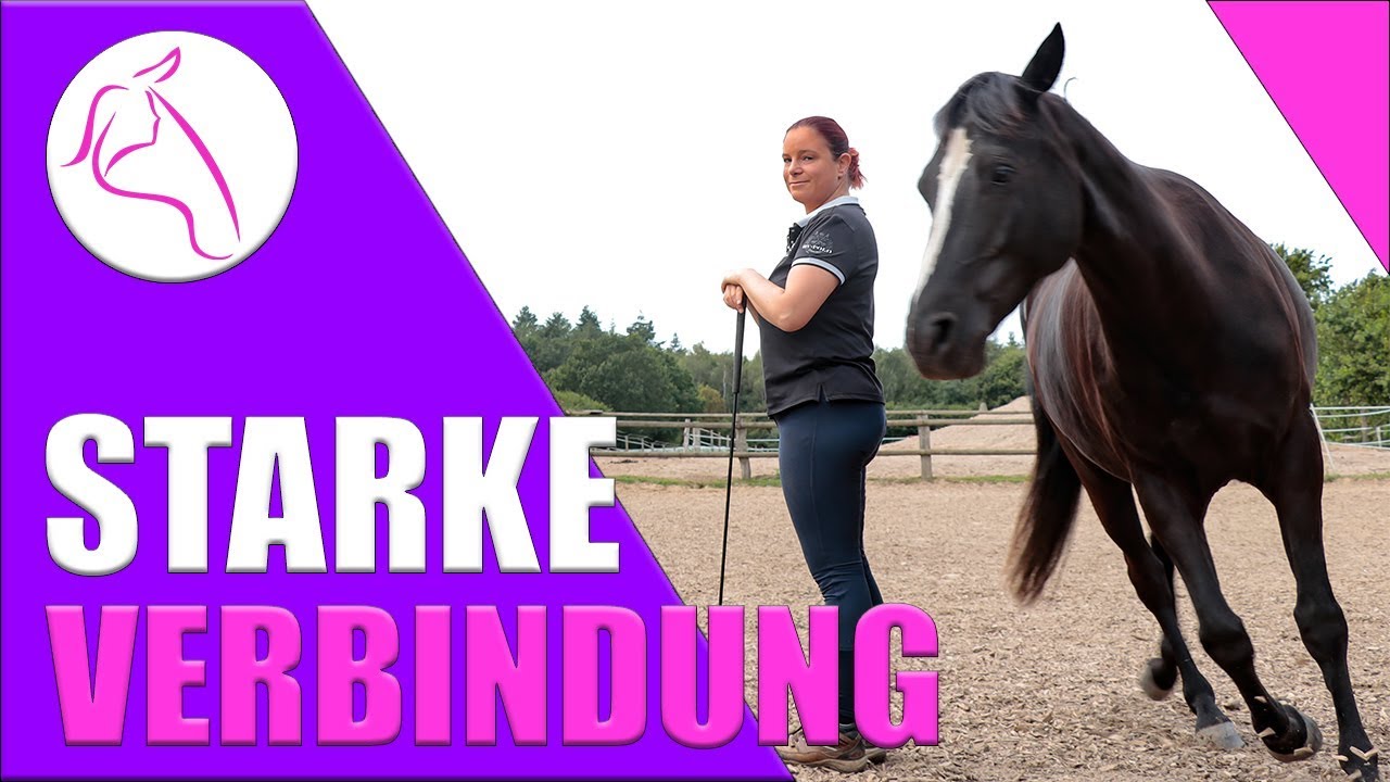 Freiarbeit Pferd lernen | Lektion 5 | zirkeln [senden longieren Tempo und Richtung Reiten vorbereit]