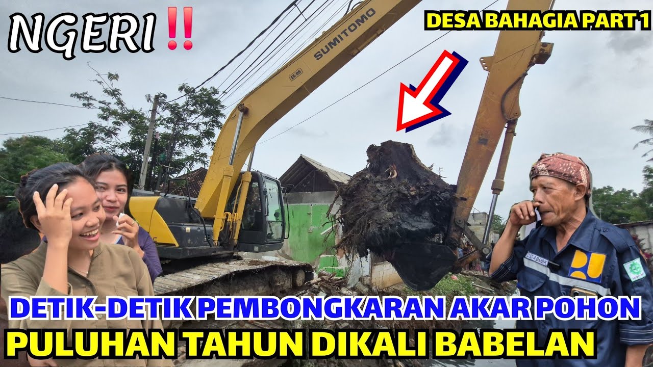 DETIK-DETIK PENGANGKATAN POHON PULUHAN TAHUN❗️OLEH EKSCAVATOR BABEH RAMLI❗️