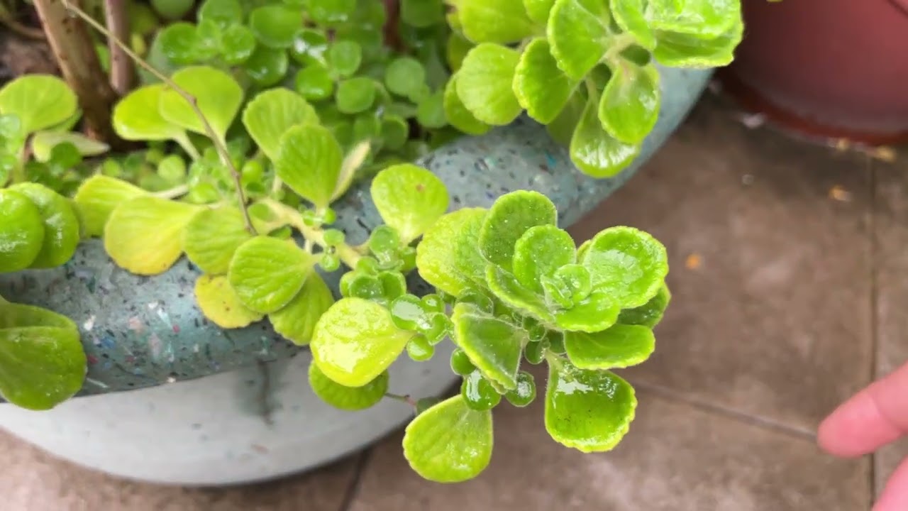 The easiest plant to grow in Taiwan：Indian borage