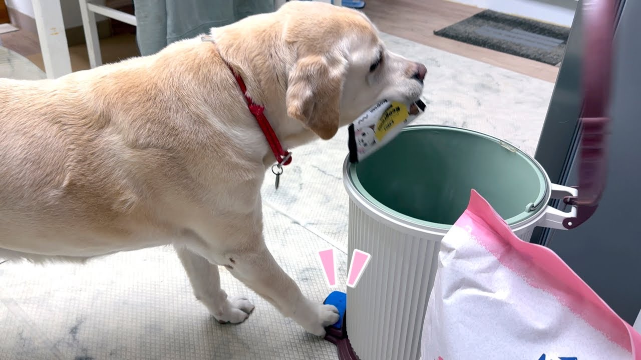 호야한테 집안일은 내가 한다니까 끝까지 말 안 들었던 이유ㅋㅋ | 역시 천재 리트리버