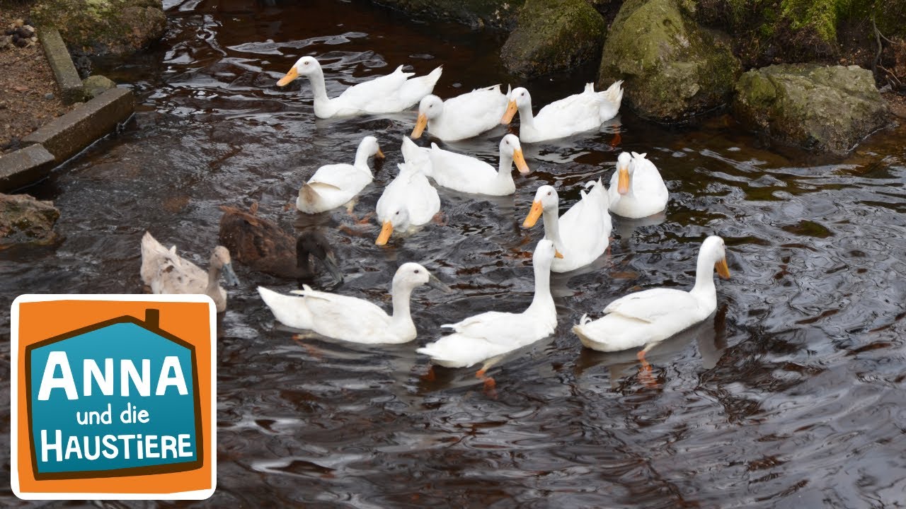 Laufenten | Information f&uuml;r Kinder | Anna und die Haustiere