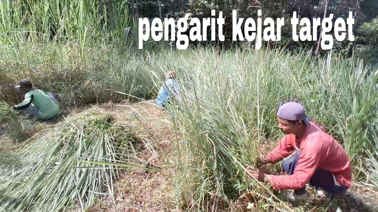 Ilalang & Pakcong | Pemakai Arit Yasin