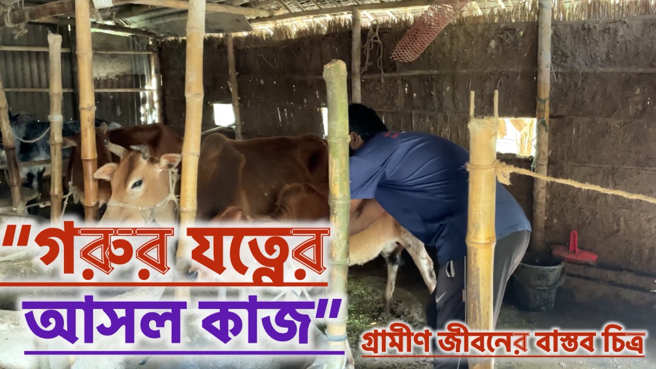 গোয়াল ঘর পরিষ্কার থেকে গরুর খাদ্য প্রস্তুত |গ্রামের খামারের বাস্তব জীবন | Cow Farm Vlog #গরুরখামার