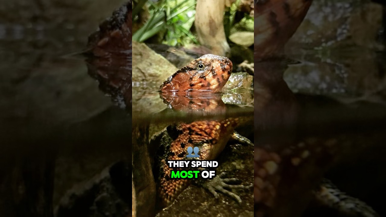 5 fascinating facts about Chinese crocodile lizards 🦎 