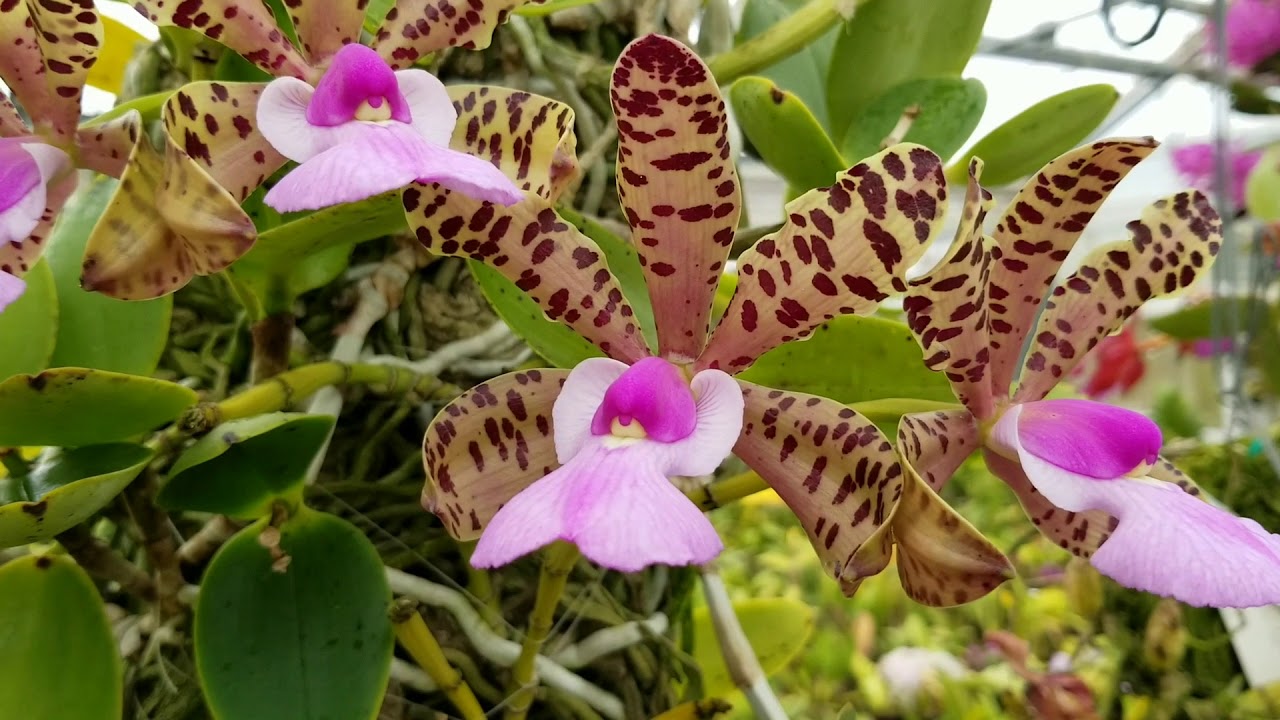 Through The Lens || Cattleya aclandiae