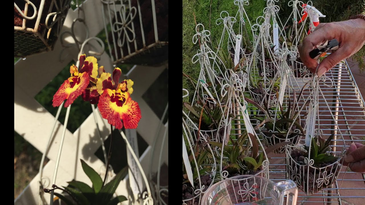 TOLUMNIAS! My little POCKET ROCKETS! Time to get them all down & do some maintenance! #ninjaorchids