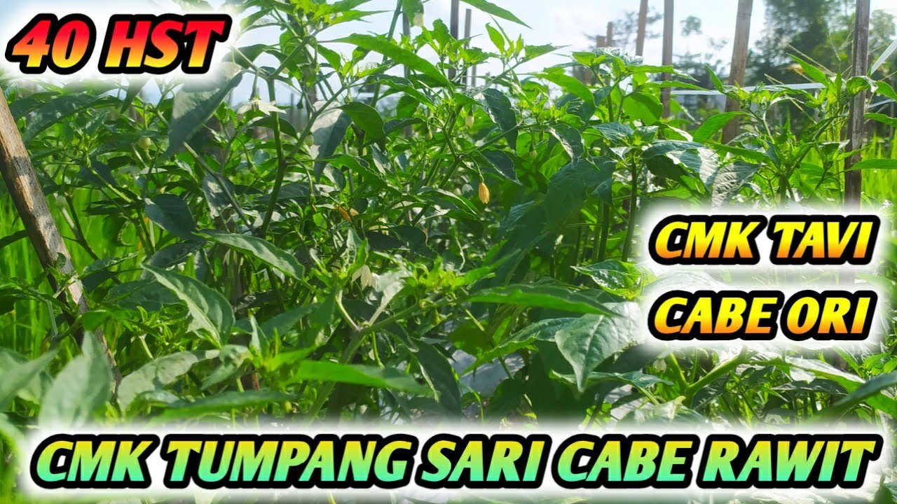 BUDIDAYA CMK TUMPANG SARI CABE RAWIT ORI 212 METODE PROFESOR CABE USIA 40 HARI - CMK TAVI CABE ORI