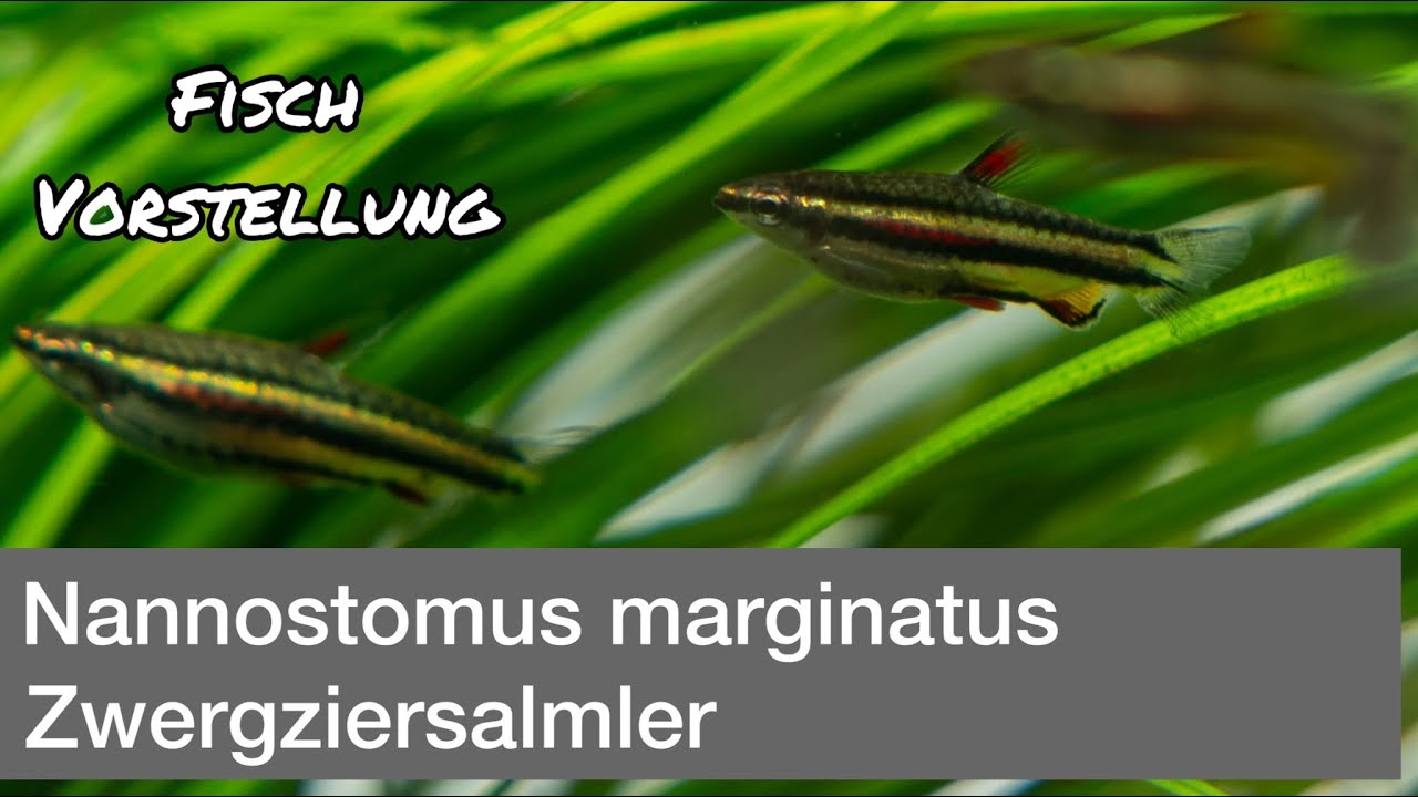 Nannostomus marginatus - Zwergziersalmler | Liquid Nature Fisch Vorstellung