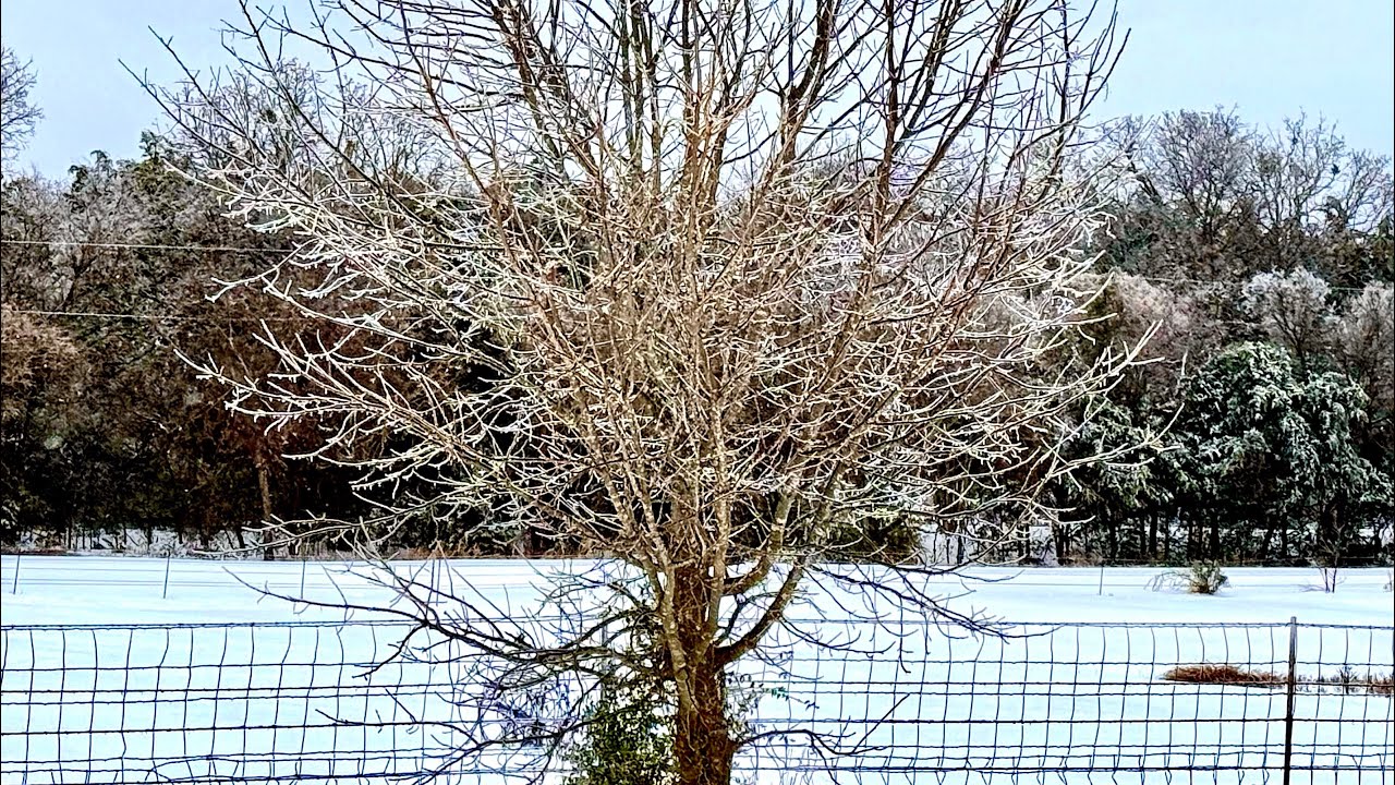 Texas Ice Storm, January 2026