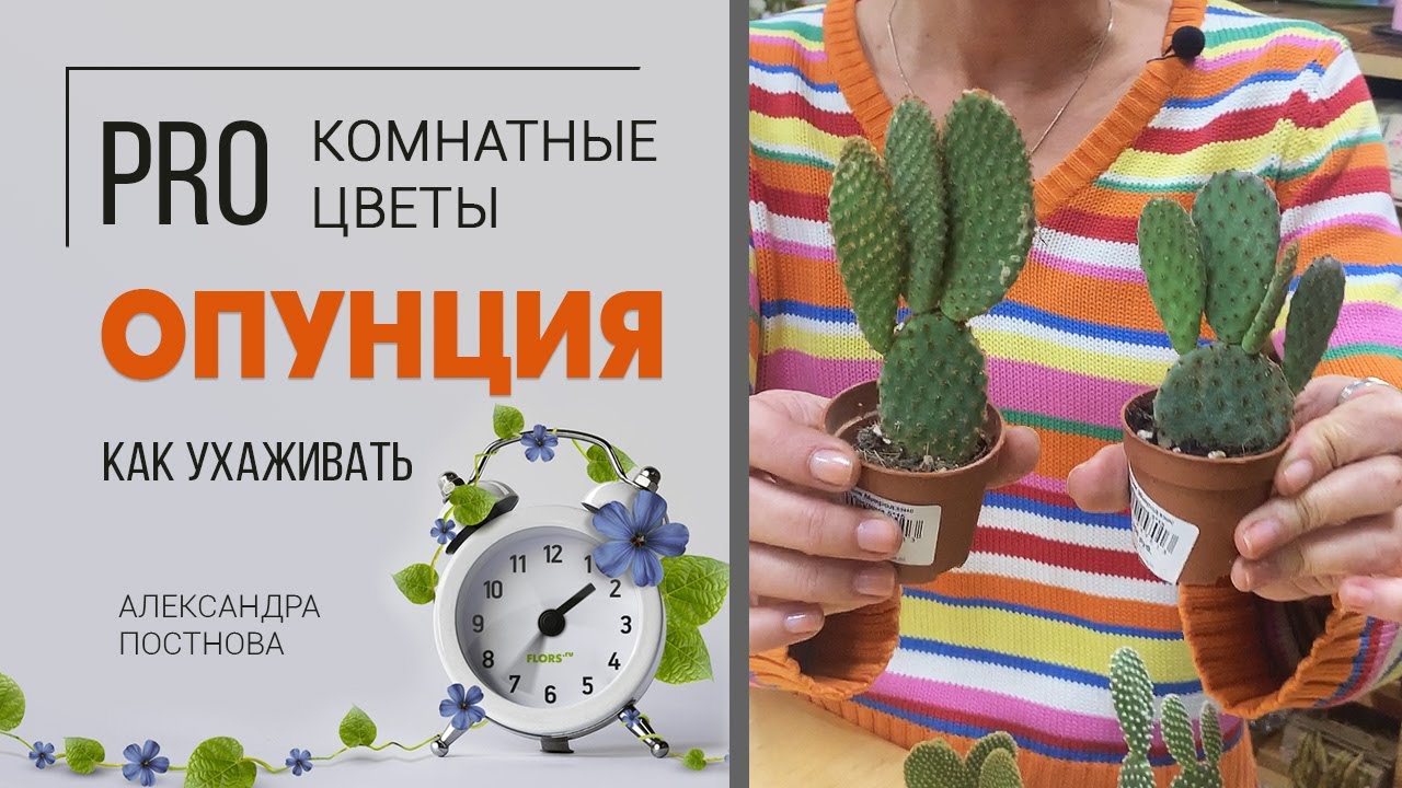 Опунция - необычный кактус. Чем опасен и что в нем интересного?