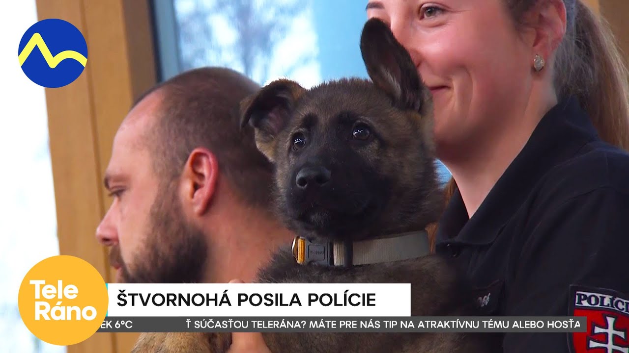 Policajný pes - aj vaše plemeno môže byť policajt? | Teleráno