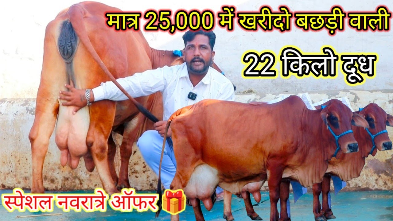 💥पहले नवरात्रे पर मात्र😱25,000 में खरीदो बछड़ी वाली शानदार 🙏साहीवाल 22 किलो दूध वाली👌 सुपर डुपर गाय 