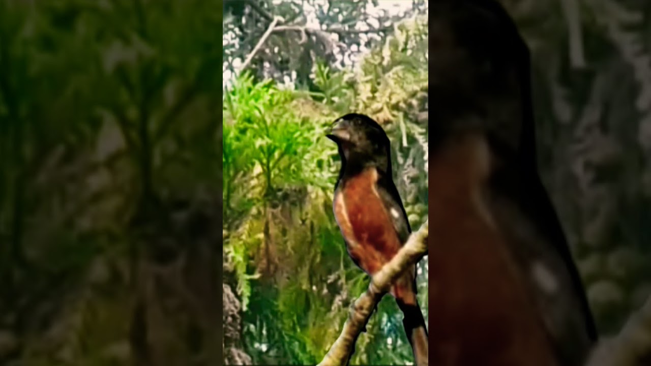 canto vi teu teu #bird #curi&oacute;