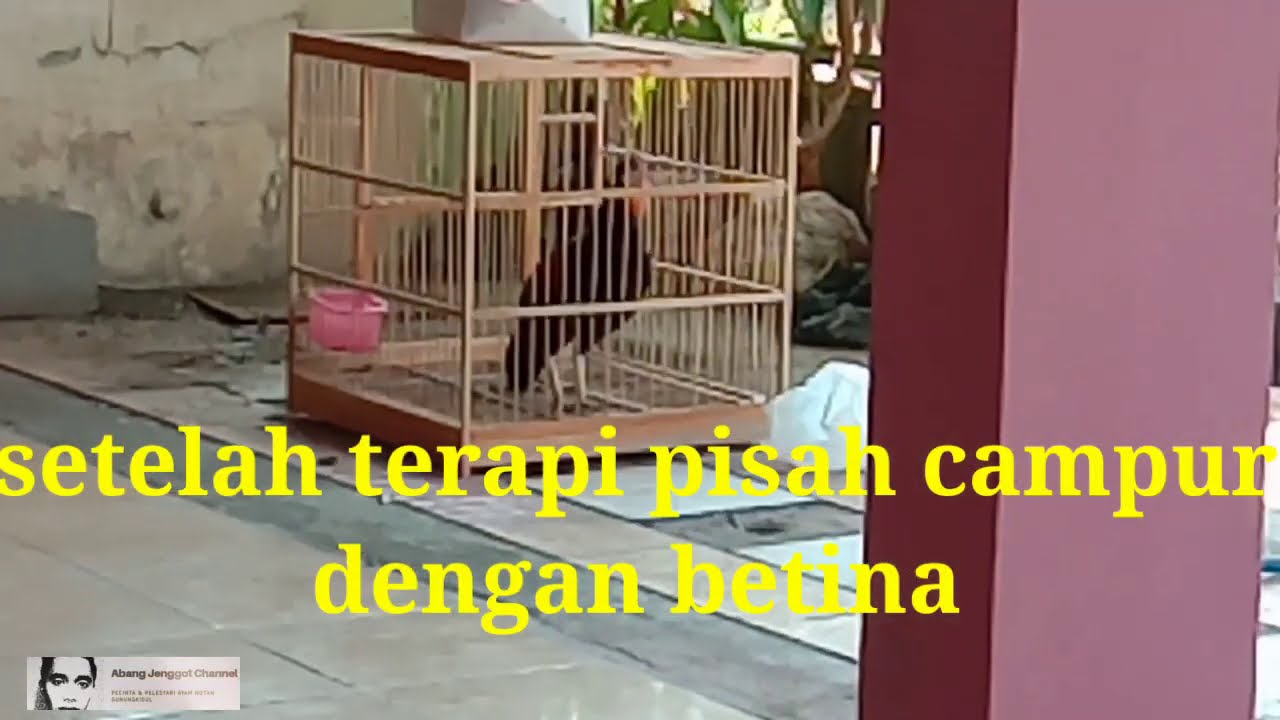 Terapi untuk rajin kokok koker pada ayam hutan hijau biar gacor