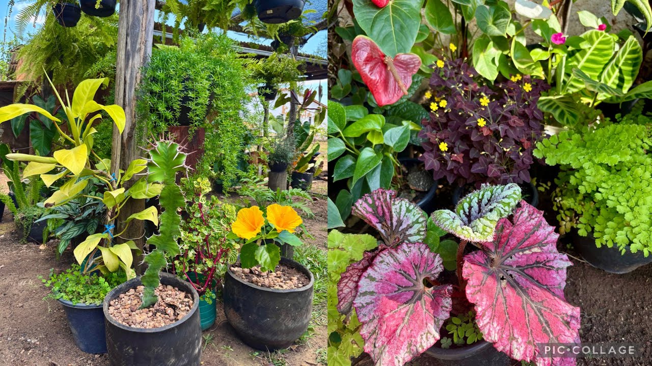 Muitas Flores e Novidades no Jardim! 🌻