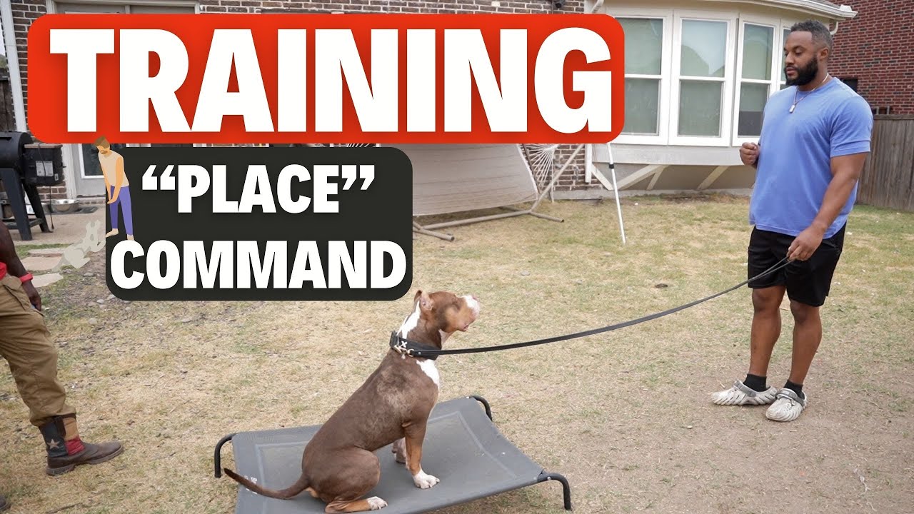 My Dog Won't STAY!?!?! (Training 