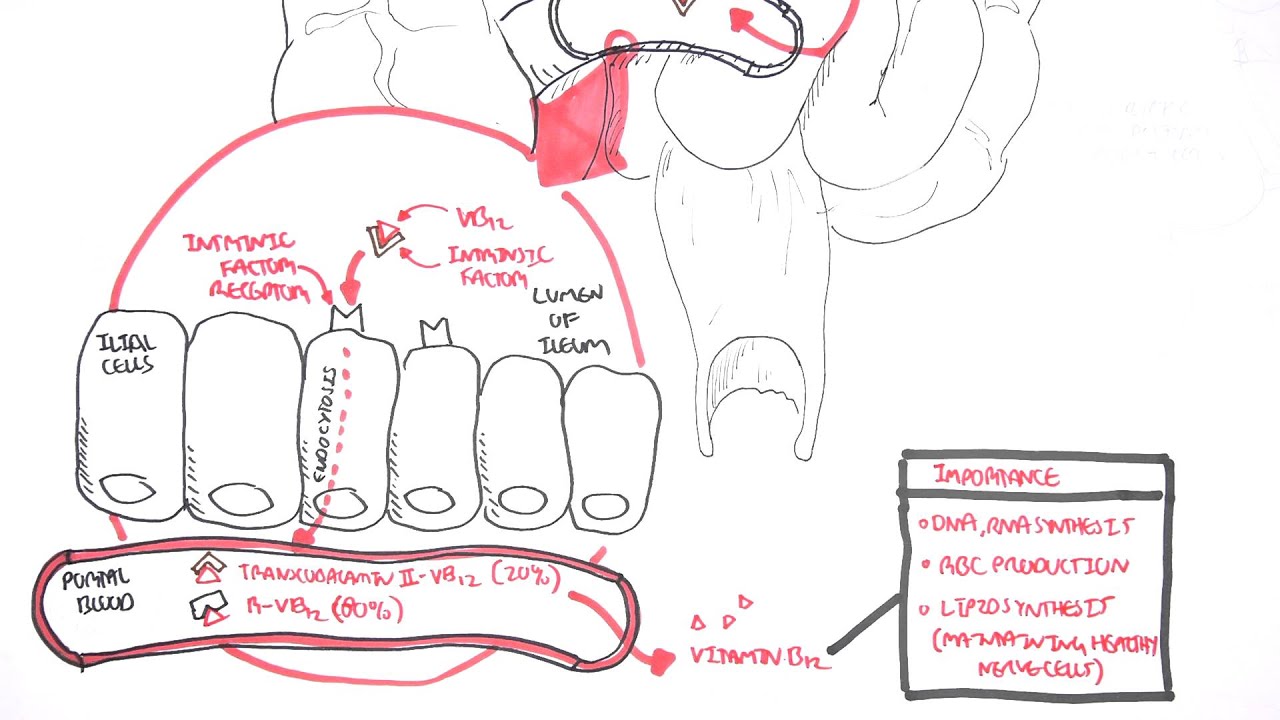 Vitamin B12 Digestion and Absorption & Pernicious Anaemia