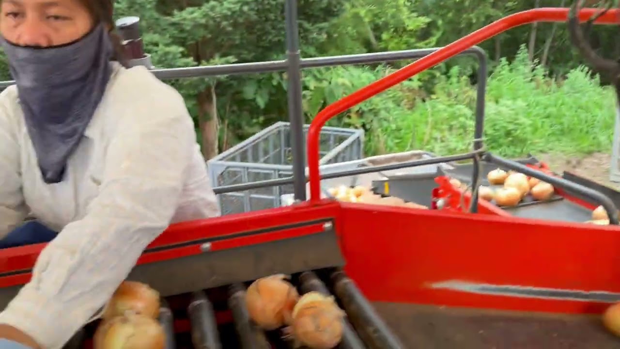 Onion leaves cutting machine #farming #agriculture #machine #onionfarming #kubota #buhaymagsasaka