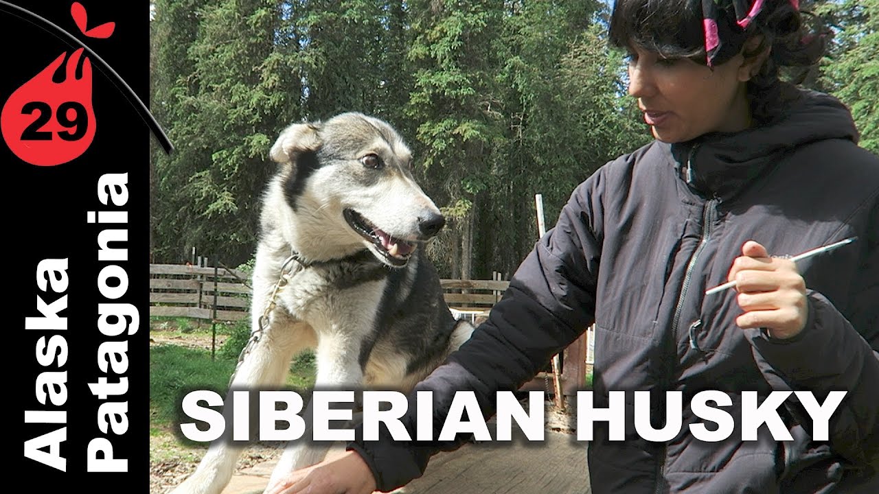 Husky Siberiano | Alaska