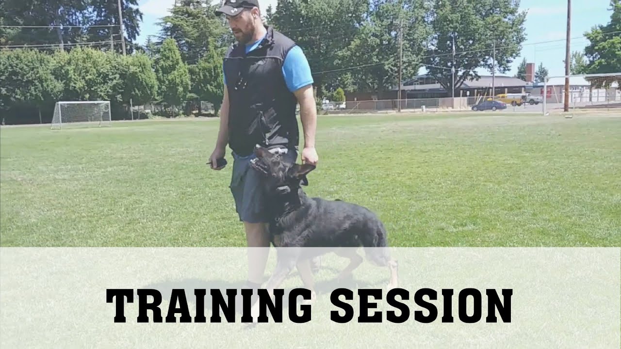 Schutzhund Obedience Training