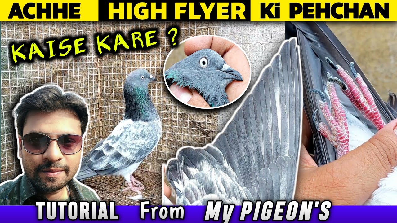 How to Identify A High Flying Pigeon | Achhe Highflyer Kabootar Ki Pehchan Kaise Kare