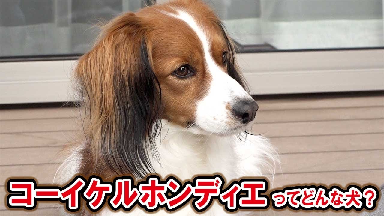 話題のワンコ！コーイケルホンディエの魅力を調査！