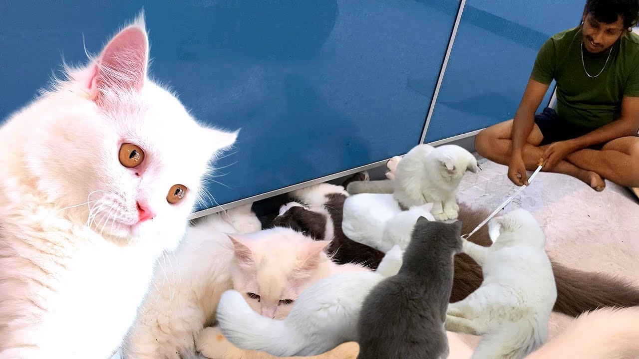 Onnu kooditanga🐱koduma Kitchen cupboard ah pichu edukuranga😇Aluku oru pakkam oduranga koduma🙄
