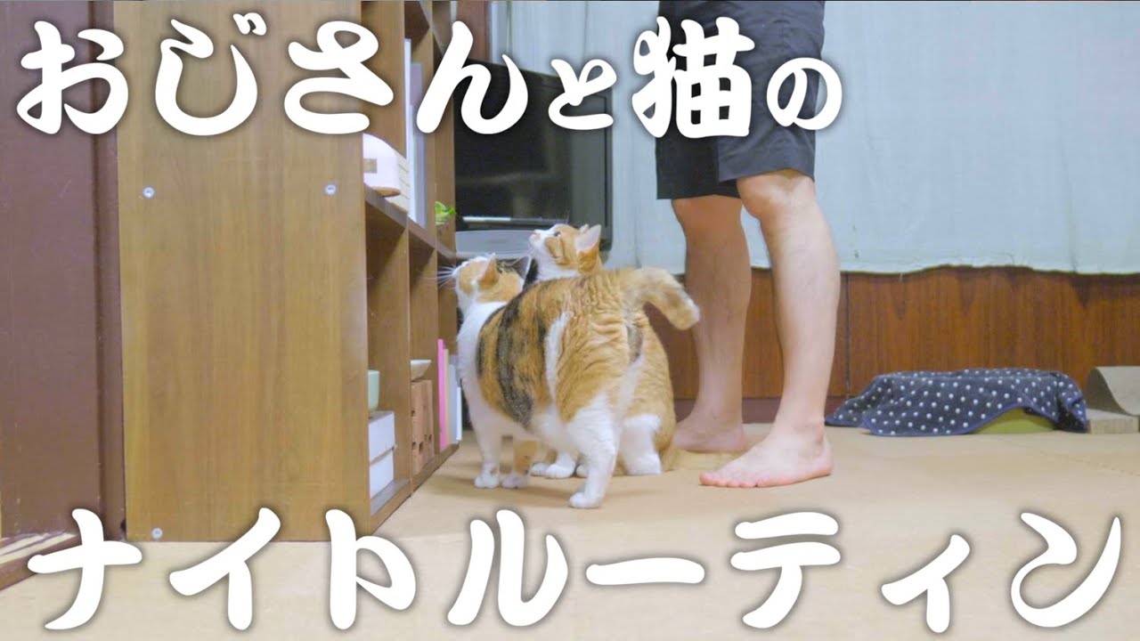 【ナイトルーティン】おじさんと猫の夜の過ごし方