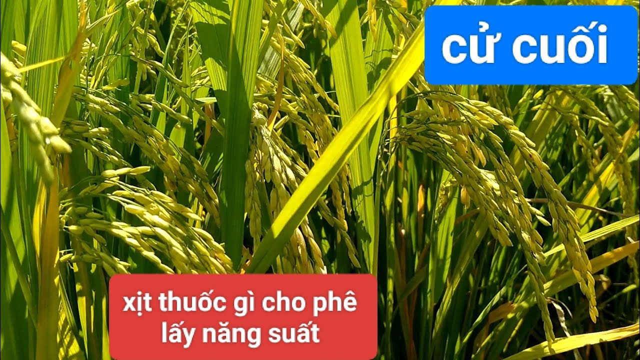 Đài thơm 8 Đông Xuân.Cử cuối xịt thuốc gì để vô gạo lẹ lấy năng suất tối đa.