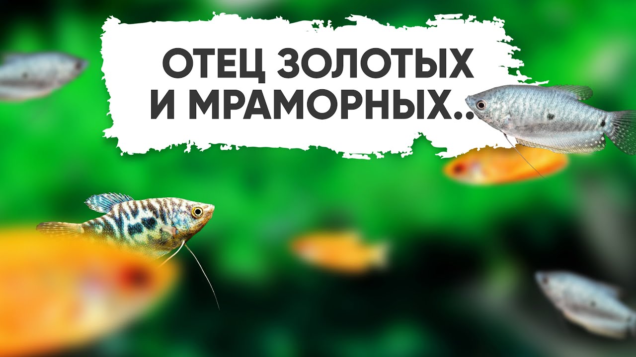 Пятнистый гурами - неприхотливая аквариумная рыбка. Лабиринтовые