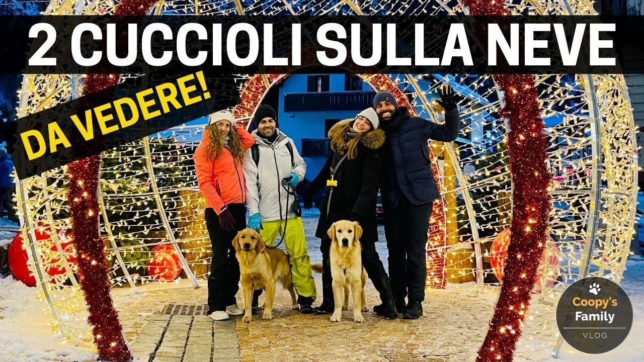 Due cuccioli di Golden Retriever sulla neve delle Dolomiti