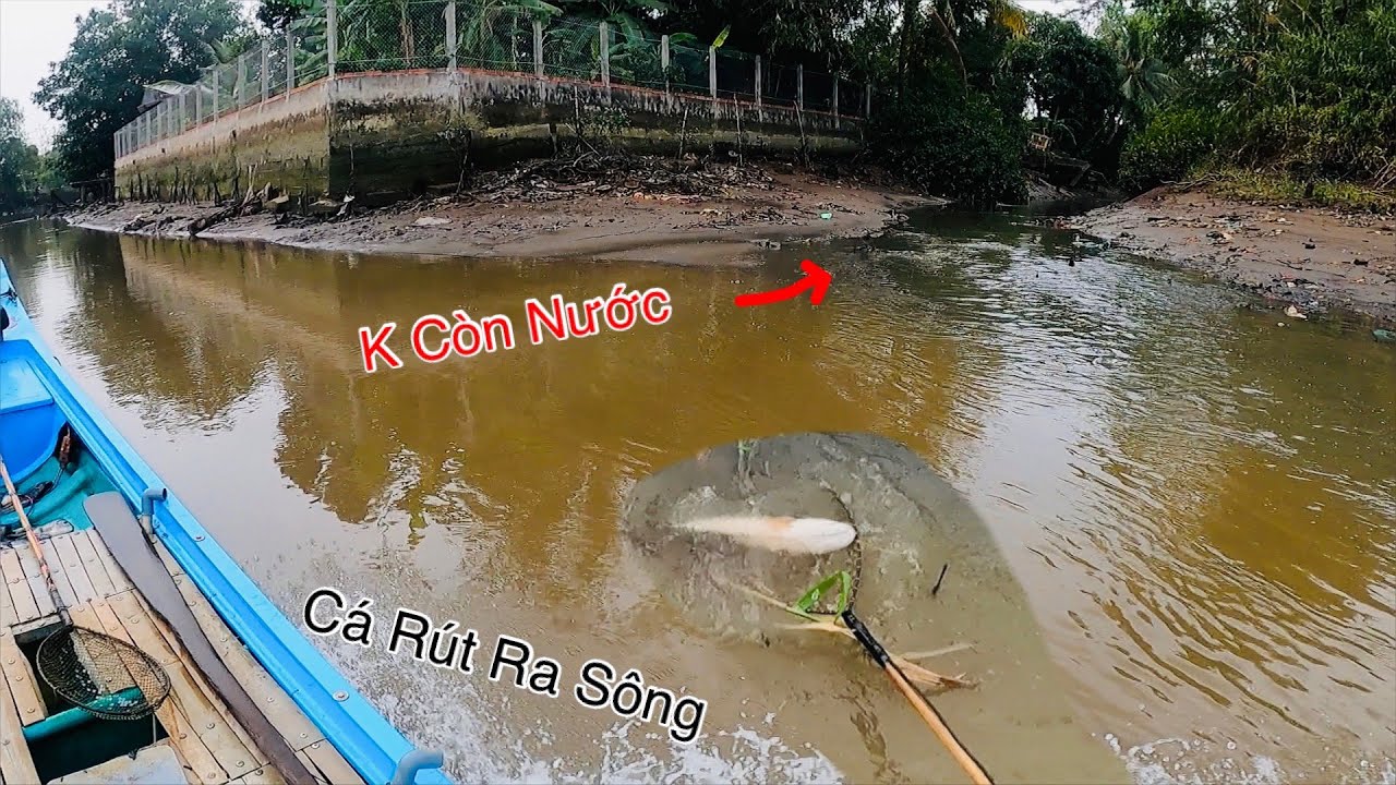 Cá Rút Hết Ra Sông Lớn Con Nước Hôm Nay Quá Cạn | Kích Cá Miền Tây | Catch Fish