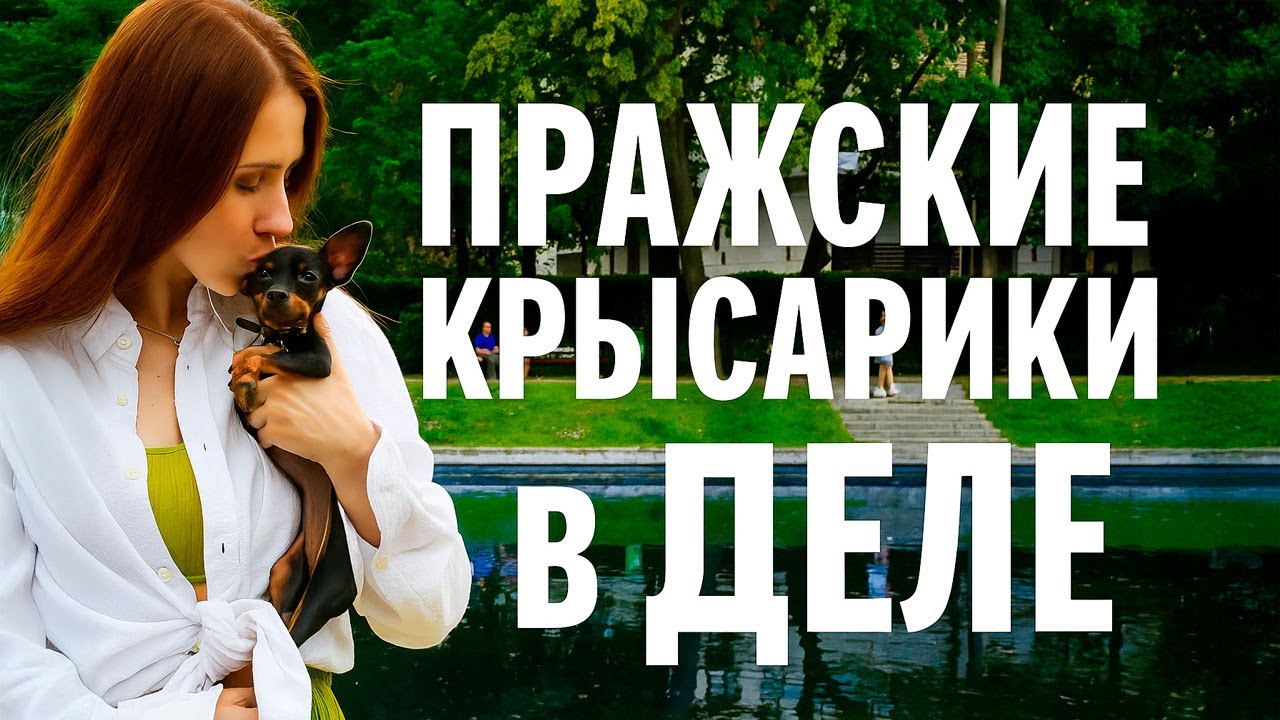 Пражские крысарики
