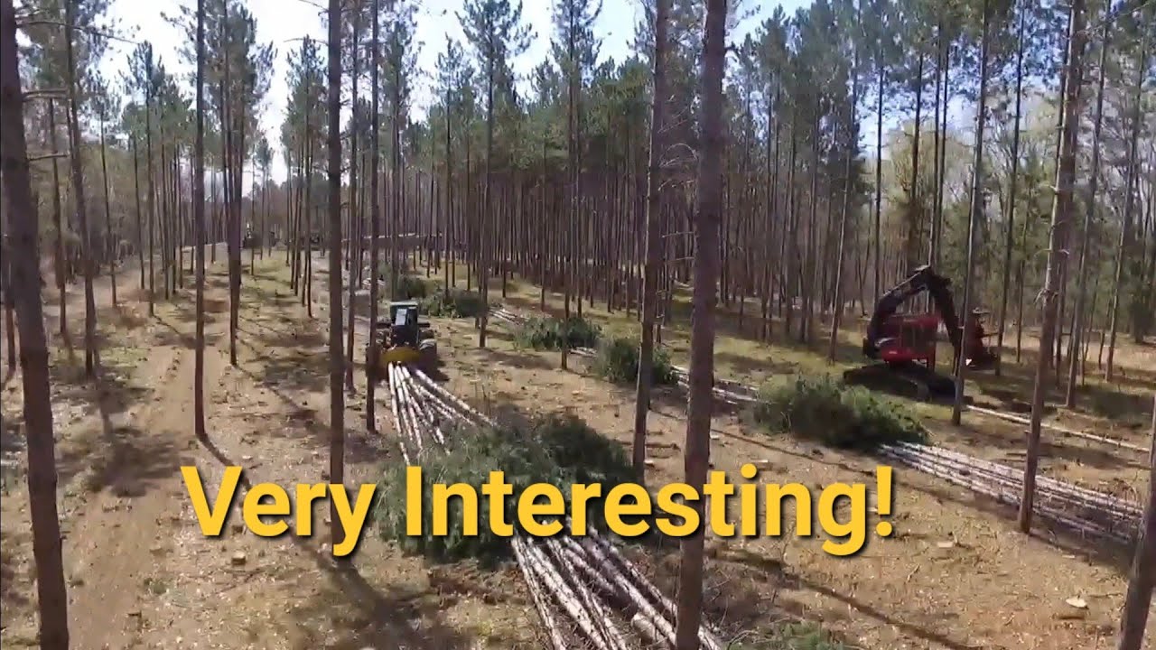 Unusual Timber Harvest in the Historic Flyin' Woods