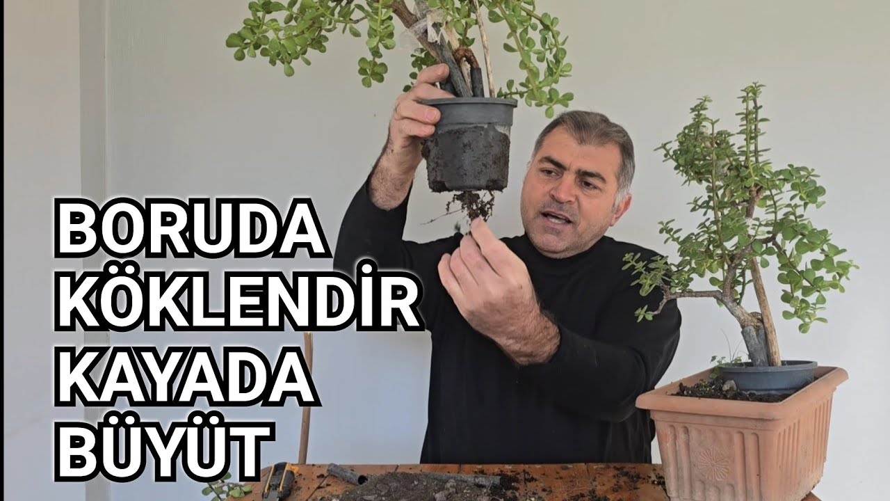 Boruda Köklendir, Kayada Büyüt