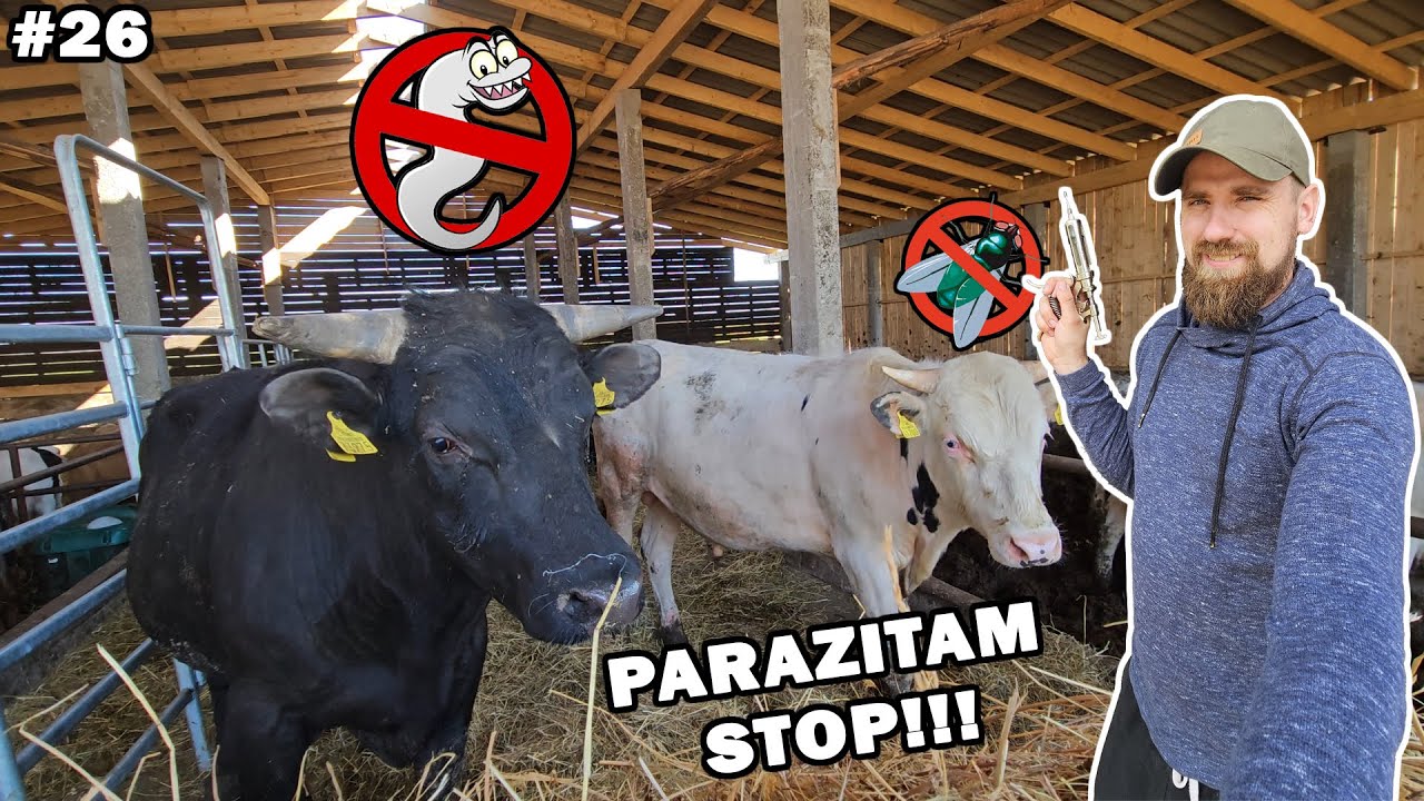 ukis.zemaitija #26 pabėgėliai, rulonai, kirmėlės, musės