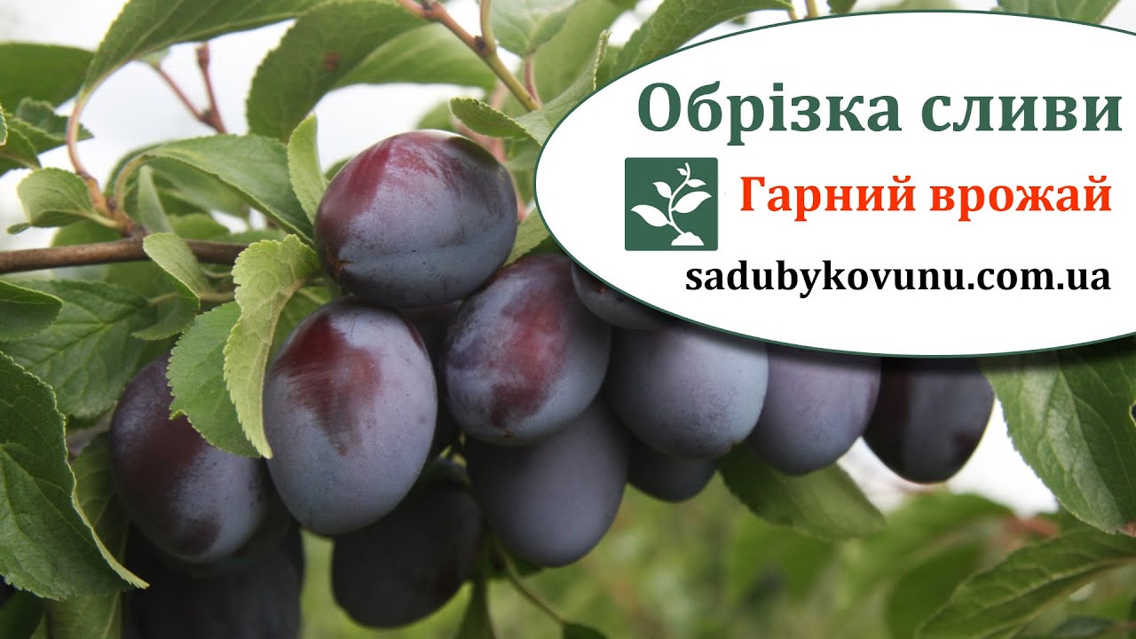 Обрезка молодой сливы на плодоношение. Как обрезать сливу на урожай. Простые правила обрезки сливы.