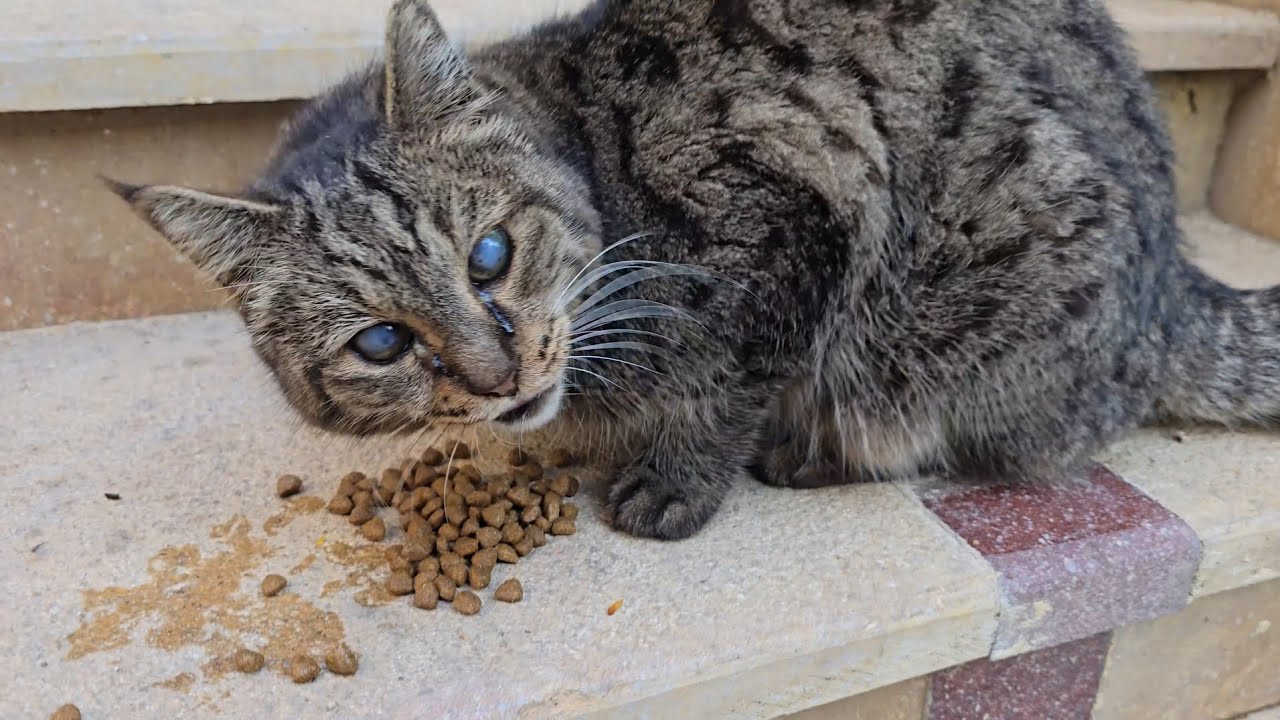 Beautiful Street Cat Smells Food and Wakes Up Instantly 😺🍗 | Cute Cat Feeding Moment