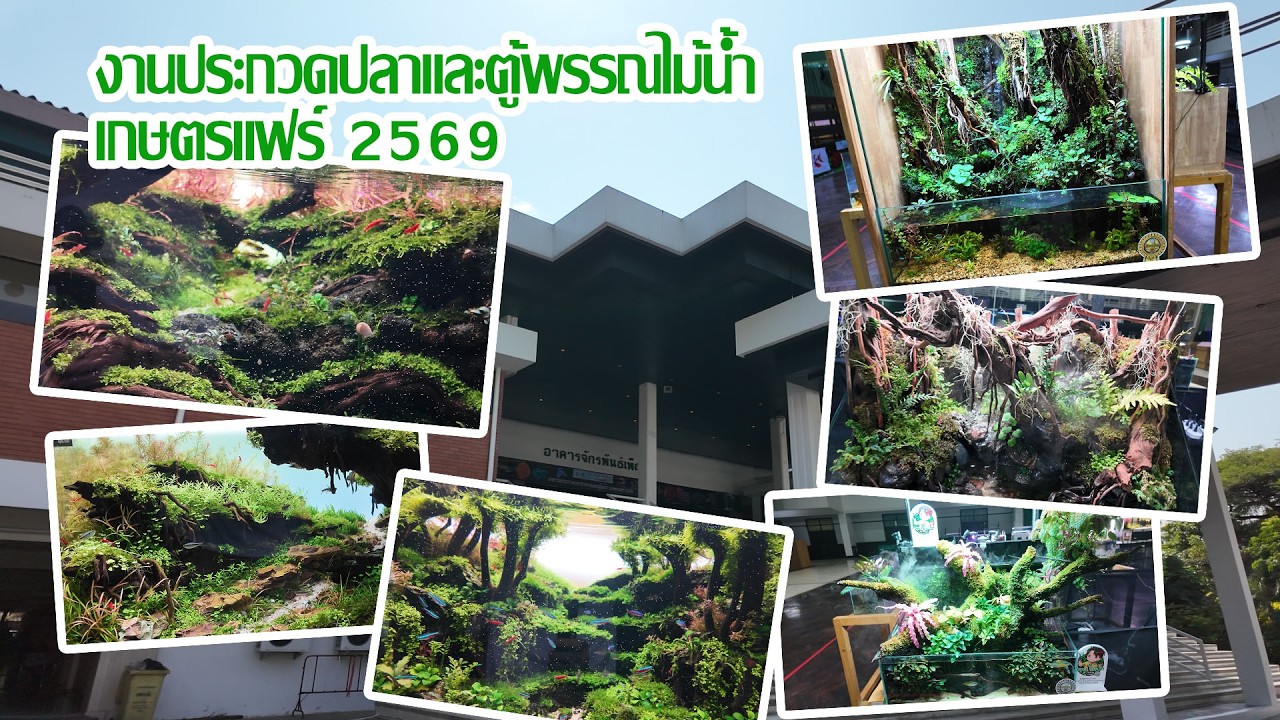 ไปดูกัน!งานประกวดปลาและตู้ไม้น้ำงานเกษตรแฟร์ 2569