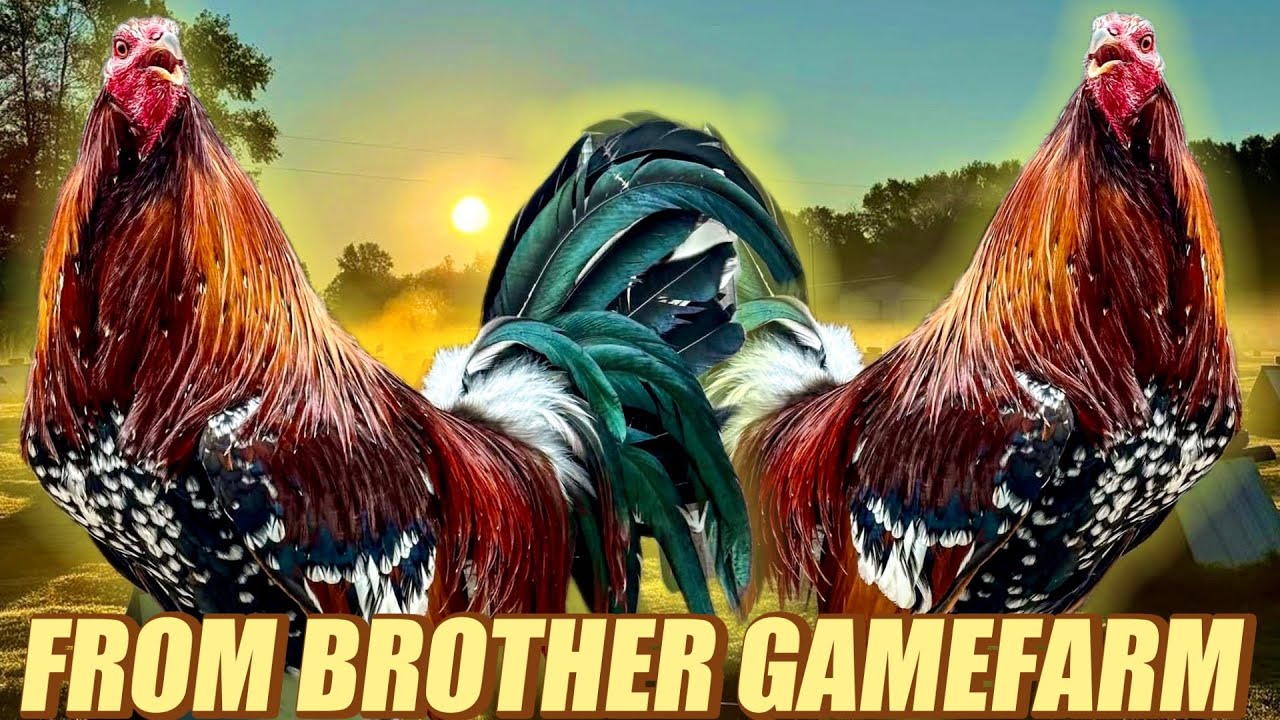 Beautiful Birds Spangled Hatch Torpedo - FROM BROTHER GAMEFARM