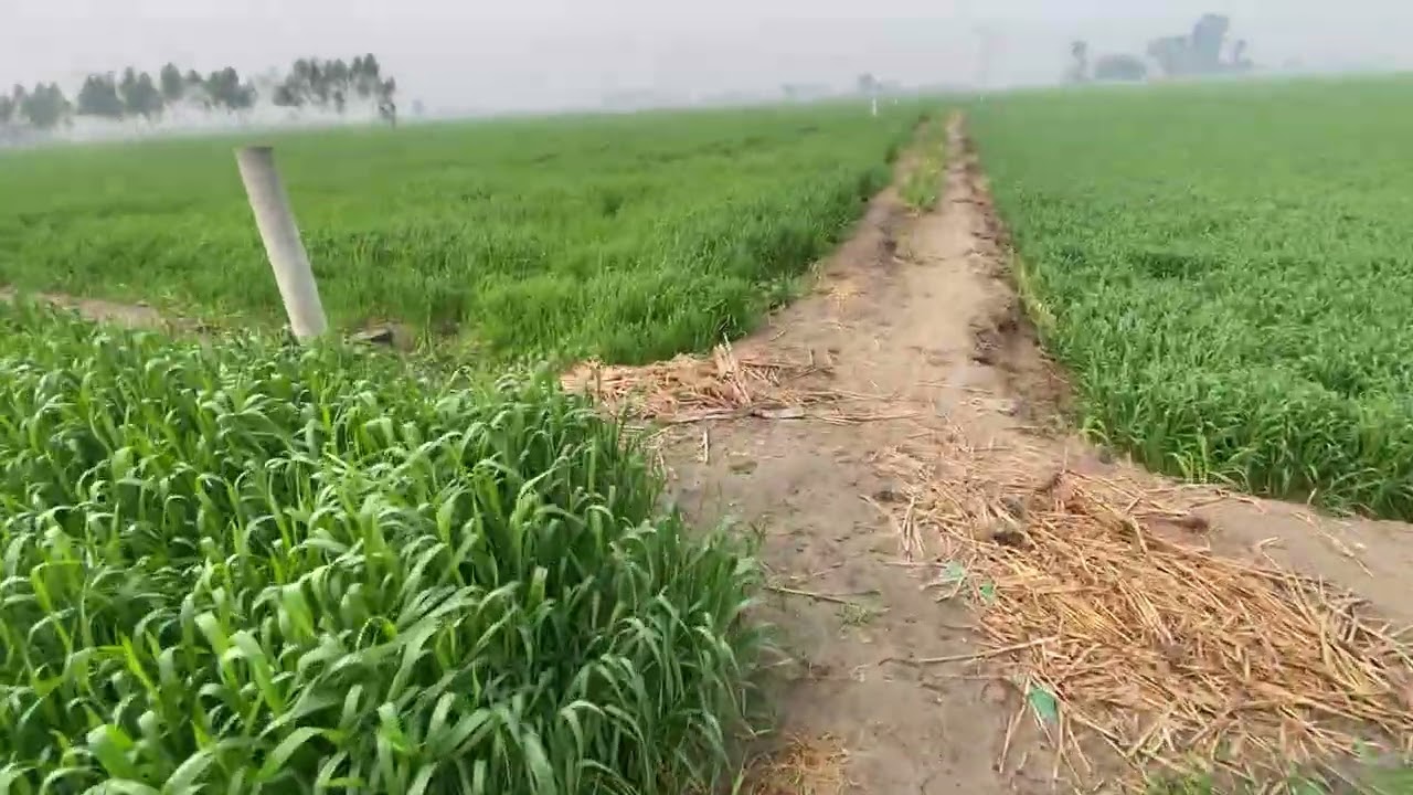 ਤਲਵਣ ਵਾਲੀ ਕਣਕ ਬਹੁਤ ਵਧੀਆ 🌾🌾ਵਾਹਿਗੁਰੂ ਜੀ ਮਿਹਰ ਕਰਨ🌧️🌪️@LAMBERFRAM5502 