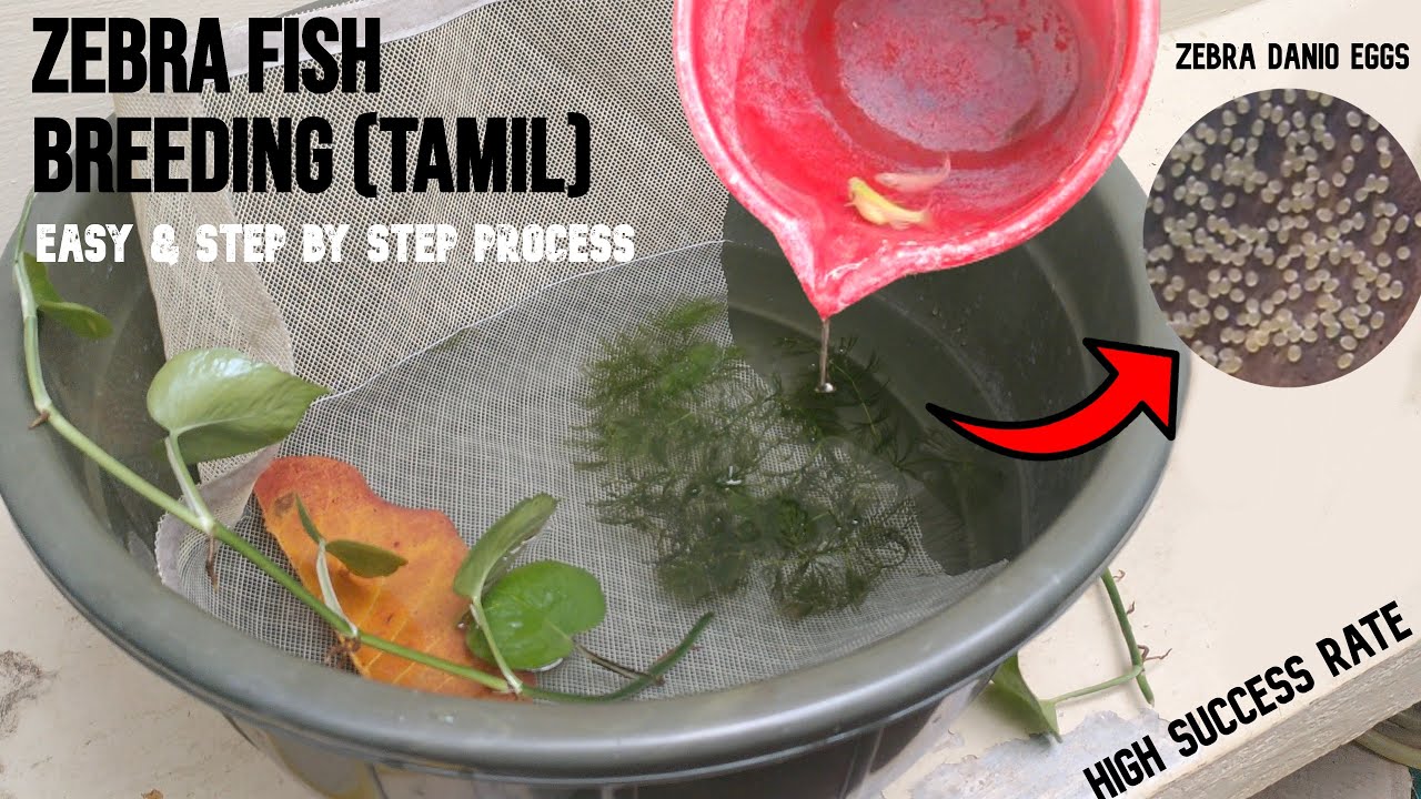 Zebra Fish Breeding Tamil ( Simple & Easy Method)