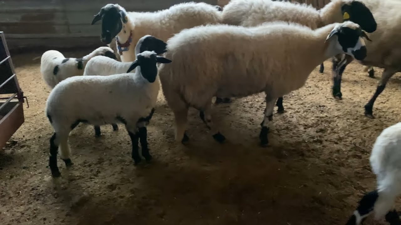 SAFKAN sakızdan daha çok süt veren koyun ırkı varmı###