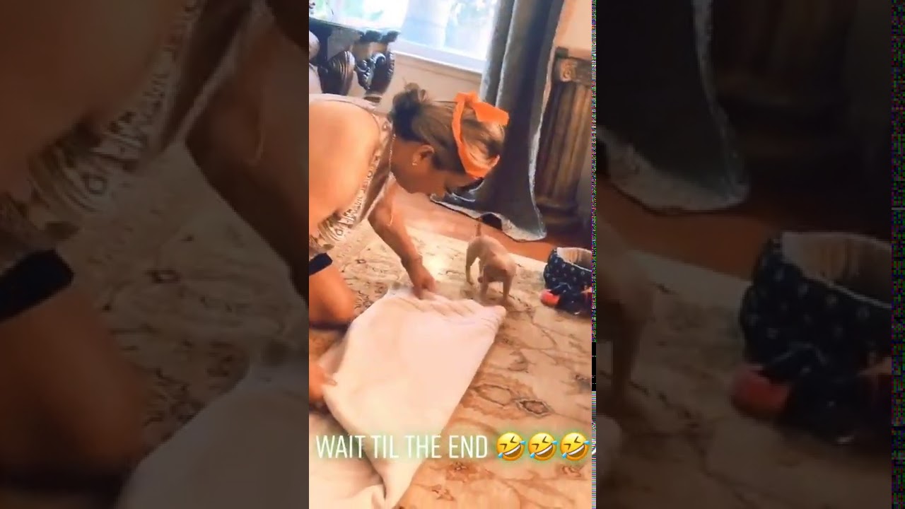 WM Woman is trying to demonstrate how to roll a spa towel on her dog - 1162399