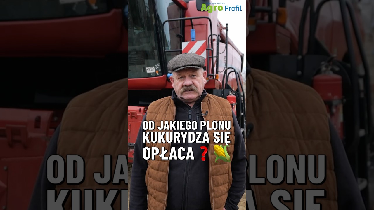 Od jakiego plonu kukurydza się opłaca?
