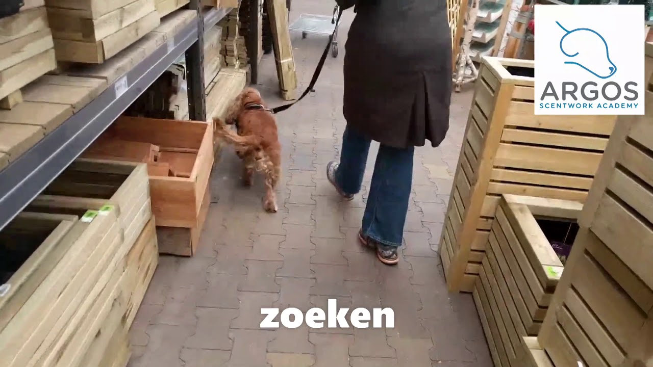 De Detectiesequentie