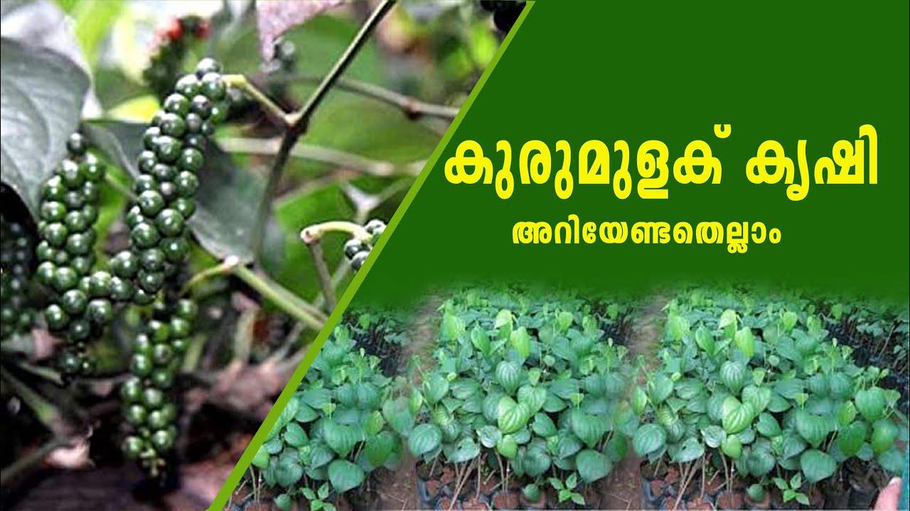 Pepper Cultivation I കുരുമുളക് കൃഷി