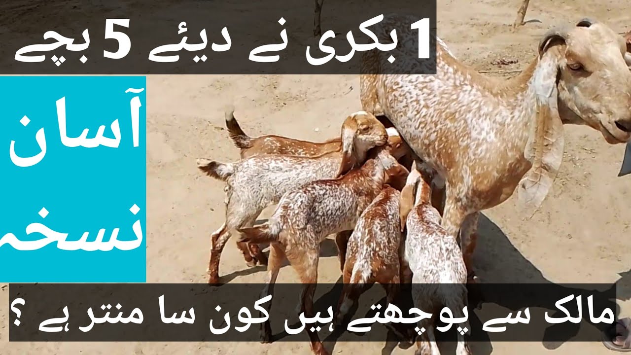 one goat delivered 5 kids What?